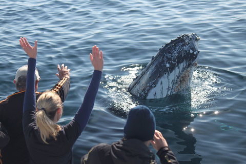Eden Whale Festival - Accommodation Daintree 0