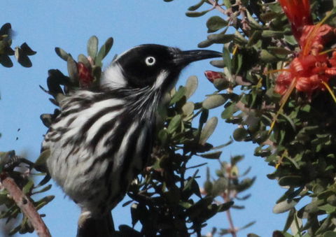 Esperance Wildflower Festival - Accommodation Daintree 0