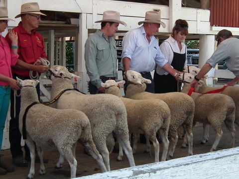 Glen Innes Pastoral And Agricultural Show - Accommodation Daintree 2