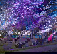 Grafton Jacaranda Festival - Accommodation Daintree