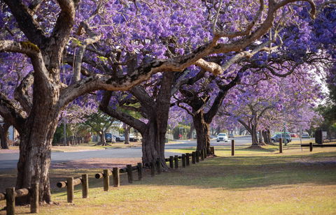 Grafton Jacaranda Festival - Accommodation Daintree 2