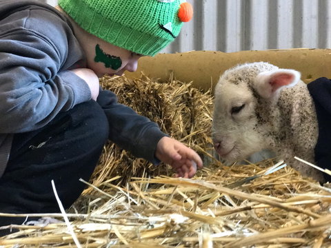 Horsham Agricultural Show - Accommodation Daintree 0