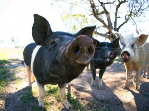 Mudgee Farm Walks - Accommodation Daintree 0