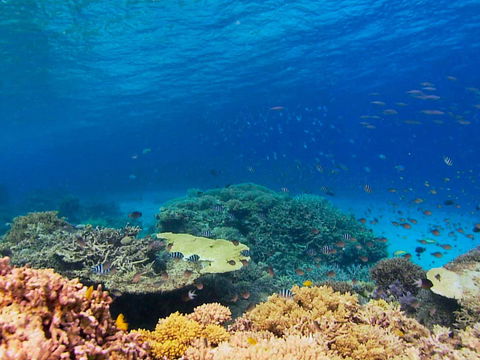 Recovery Of The Great Barrier Reef - Accommodation Daintree 0