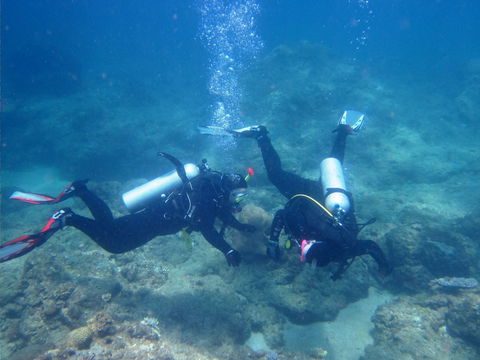 Recovery Of The Great Barrier Reef - Accommodation Daintree 1