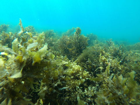 Recovery Of The Great Barrier Reef - Accommodation Daintree 2