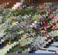 Sapphire Coast Orchid Club Spring Orchid Show - Accommodation Daintree