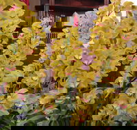 Sapphire Coast Orchid Club Winter Orchid Show - Accommodation Daintree