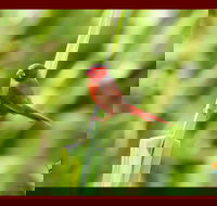 Spring into Finches and Softbills - Accommodation Daintree
