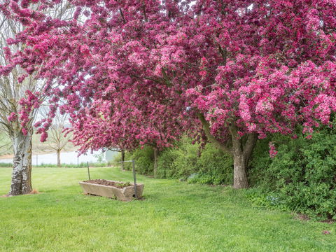 Tumbarumba Spring Flower Festival - Accommodation Daintree 1
