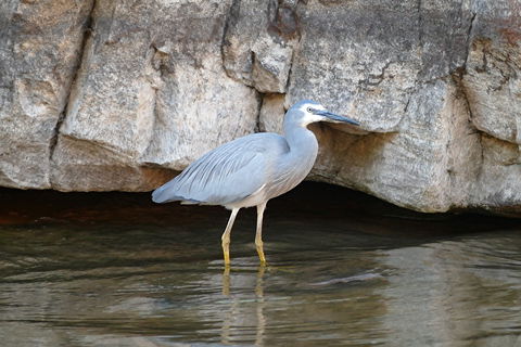 2020 Katherine Bird Festival - Accommodation Daintree 1