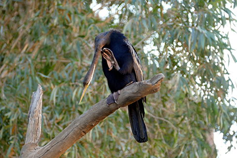 2020 Katherine Bird Festival - Accommodation Daintree 2
