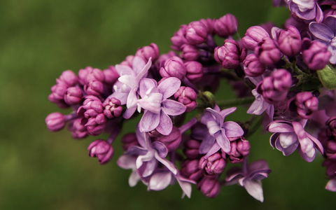 69th Annual Goulburn Lilac City Festival - Accommodation Daintree 0