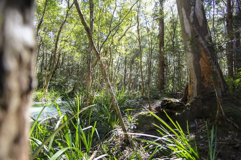 Bottlebutt Bash Trail Run - Accommodation Daintree 0