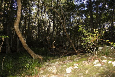 Bottlebutt Bash Trail Run - Accommodation Daintree 1