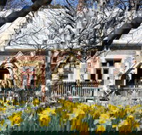 Daffodils at Rydal - Accommodation Daintree