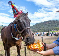 Horses Birthday Festival - Accommodation Daintree