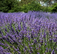 Lavender Herb and Chilli Festival - Accommodation Daintree