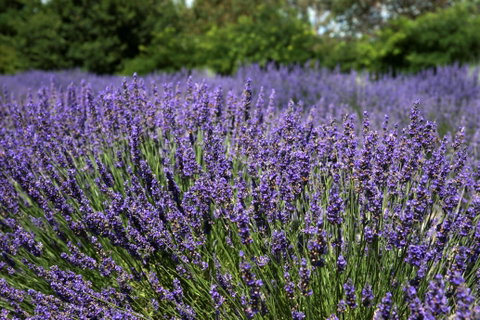 Lavender Herb And Chilli Festival - Accommodation Daintree 0