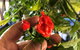 Lavender Herb And Chilli Festival - thumb 2