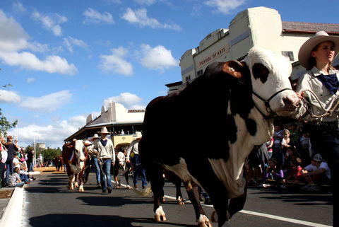 NCMC Casino Beef Week - Accommodation Daintree 1