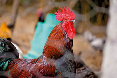 Nimbin Show - Accommodation Daintree 0