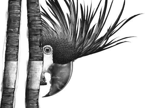 Open Studio's Highlands - Darren Gilbert - Accommodation Daintree 2