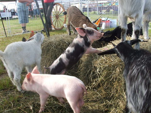 Primex Field Days - Online Virtual Event - Accommodation Daintree 2