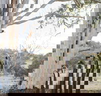 Sculptures in the Garden - Accommodation Daintree