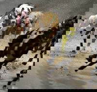 Twilight Greyhound Racing - Accommodation Daintree