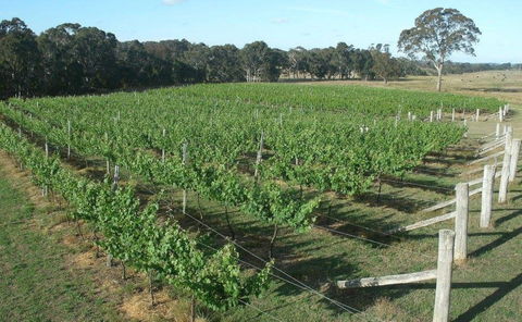 Yarralaw Springs Wines  - Cellar Door Wine Tasting - Accommodation Daintree 1