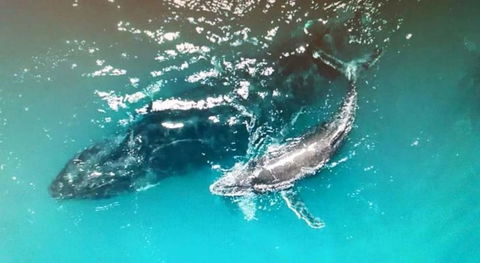 Ningaloo Lodge Exmouth - Accommodation Daintree 0