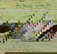 Airport Motel Sir Francis Drake