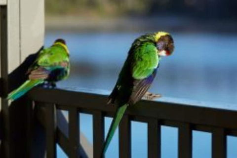 RAC Karri Valley Resort - Accommodation Daintree 3