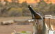 Flinders Bush Retreats - thumb 2