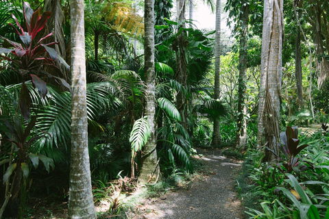 Sanctuary In The Pocket - Accommodation Daintree 3