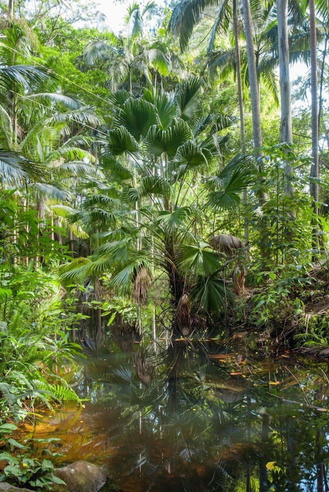 Sanctuary In The Pocket - Accommodation Daintree 1