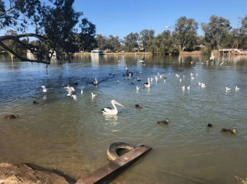 Discovery Parks - Mildura, Buronga Riverside - Accommodation Daintree 1