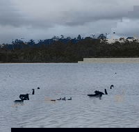 Lake Yalleena Nature Retreat - Accommodation Daintree