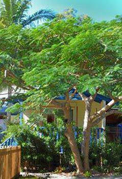 Ewingsdale NSW Accommodation Daintree