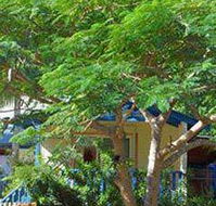 Amber Gardens Guesthouse - Accommodation Daintree