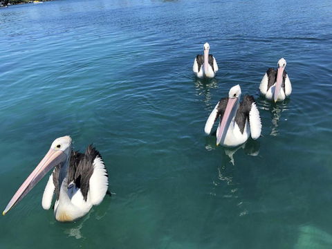Aquarius 9 Opposite Wallis Lake - Accommodation Daintree 6