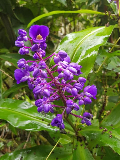 Valleydale Cottage - Accommodation Daintree 4
