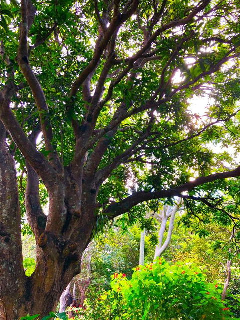 Graces Of Byron - Accommodation Daintree 4