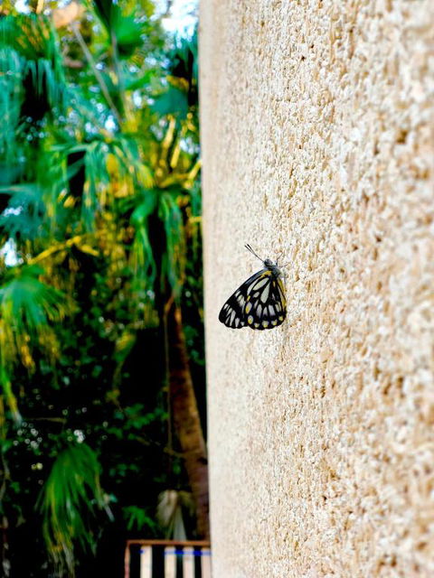 Graces Of Byron - Accommodation Daintree 5