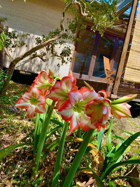 Graces Of Byron - Accommodation Daintree 6