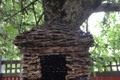 Daydream Cottage - Accommodation Daintree 6
