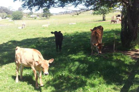 Appin Homestay B & B - Accommodation Daintree 2