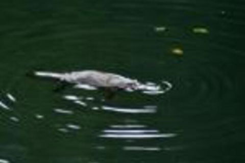 Kaalba - Accommodation Daintree 0