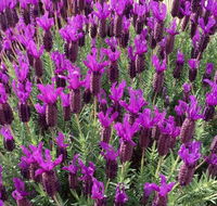 The Green Welly Stop